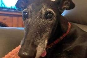 The hunt is on to find missing Doncaster dog Millie.