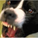 Doncaster has been named one of the worst places in the UK for barking and noisy dogs.