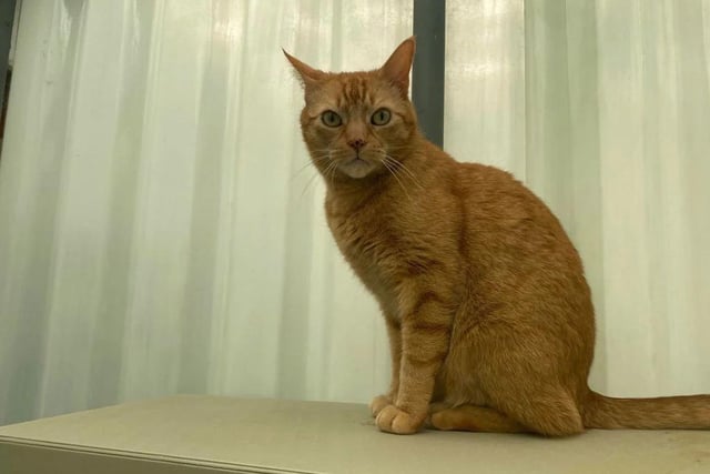 Five year old Bu is a typical cat - he loves sitting by the window, eating and napping. He's a talkative boy who'll command your attention - just make sure you're ready to give him some!