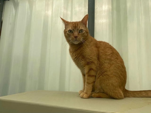 Five year old Bu is a typical cat - he loves sitting by the window, eating and napping. He's a talkative boy who'll command your attention - just make sure you're ready to give him some!
