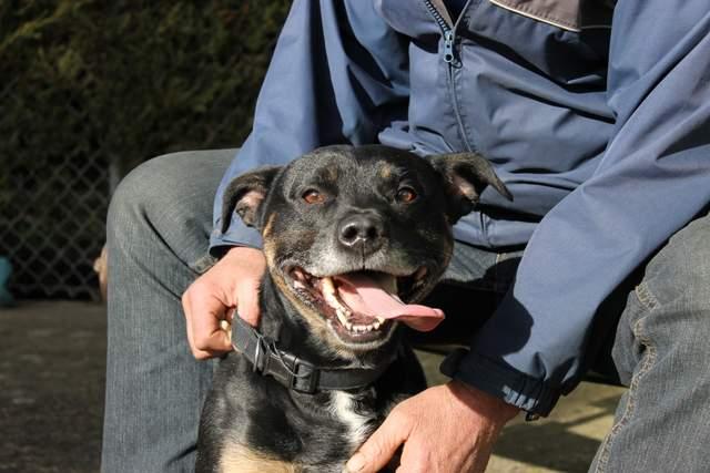 Casper is a Staffi x Rotti, aged seven. He would need to be the only dog in the house, but is suitable for a home with teenagers over the age of 16