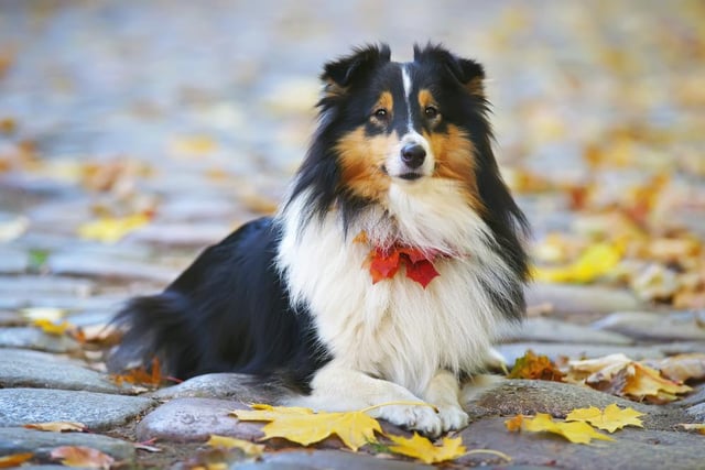 The American Kennel Club explains that this herding breed is playful, affectionate and loves to learn new behaviors (Photo: Shutterstock)