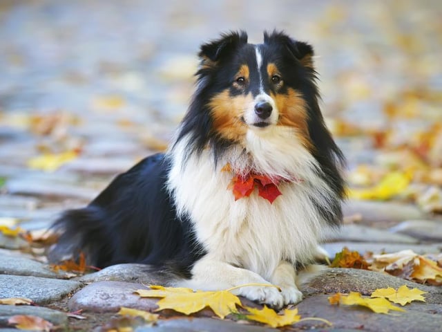 The American Kennel Club explains that this herding breed is playful, affectionate and loves to learn new behaviors (Photo: Shutterstock)
