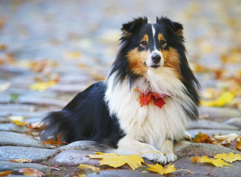 The American Kennel Club explains that this herding breed is playful, affectionate and loves to learn new behaviors (Photo: Shutterstock)