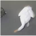 Dead and sick birds have been found at Sandall Park in recent months.