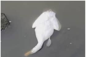 Dead and sick birds have been found at Sandall Park in recent months.