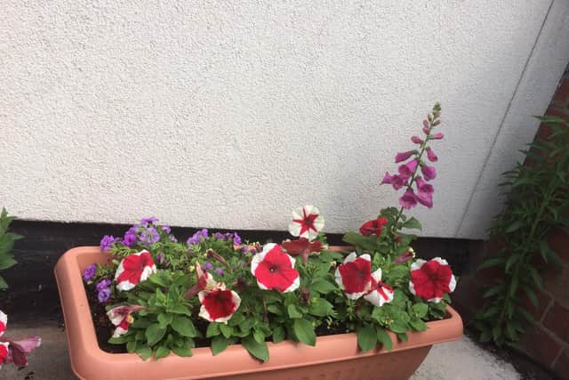 The flowers which hold sentimental value were stolen outside Doina's house on Thursday, July 23.