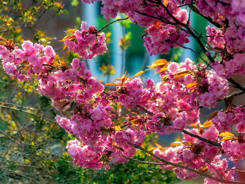 Blossoms in Balby.