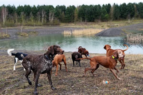 Dogs at Edington Pit Wood.