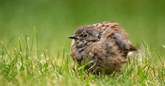 What a cute little bird photographed by @danielleneedhamphotography