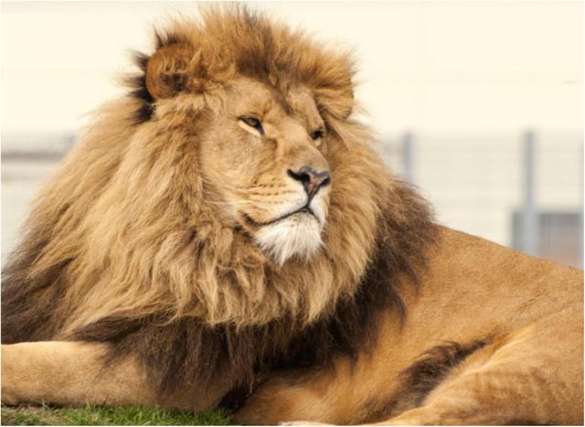 Yorkshire Wildlife Park is looking for new staff.