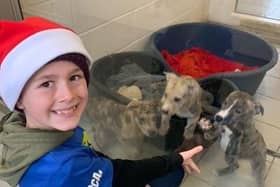 The lurcher pups are looking for new homes in Doncaster.