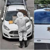 The bees were rescued after swarming on a car. (Photo: DBTH).