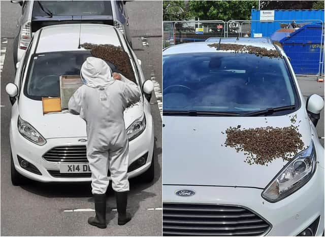 The bees were rescued after swarming on a car. (Photo: DBTH).