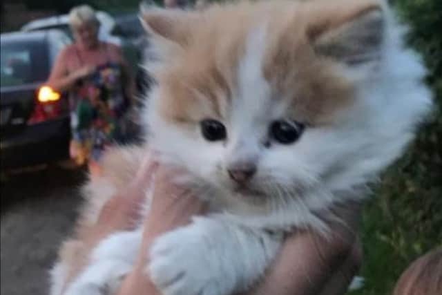The kitten rescued by firefighters in Askern. PIcture: South Yorkshire Fire and Rescue