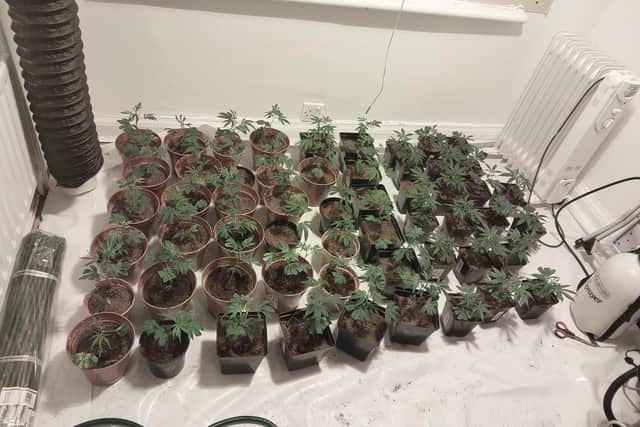 Police recovered cannabis plants from inside the property.