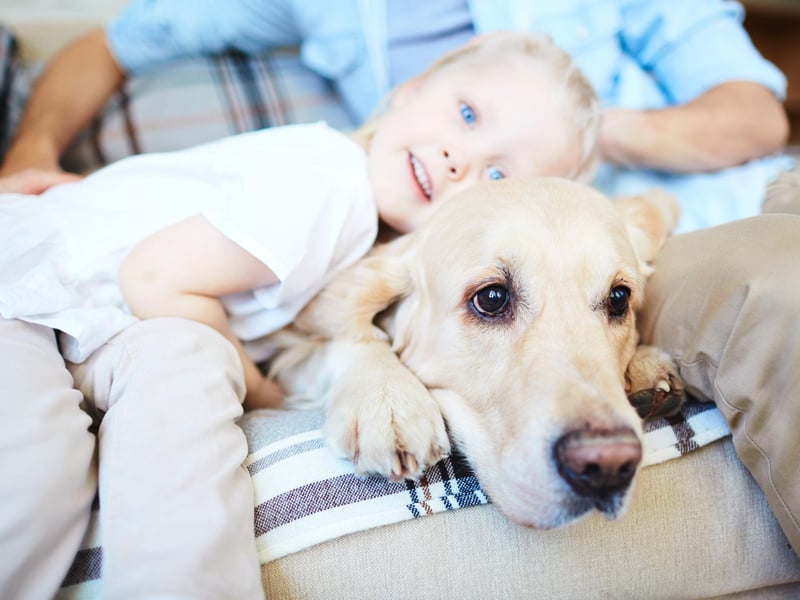 Not content with just being the most popular dog in the UK, the Labrador Retriever is also the most child-friendly - thanks to their friendly, loving and outgoing nature.