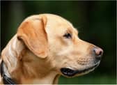 Dog owners have been warned about parvovirus in Doncaster.