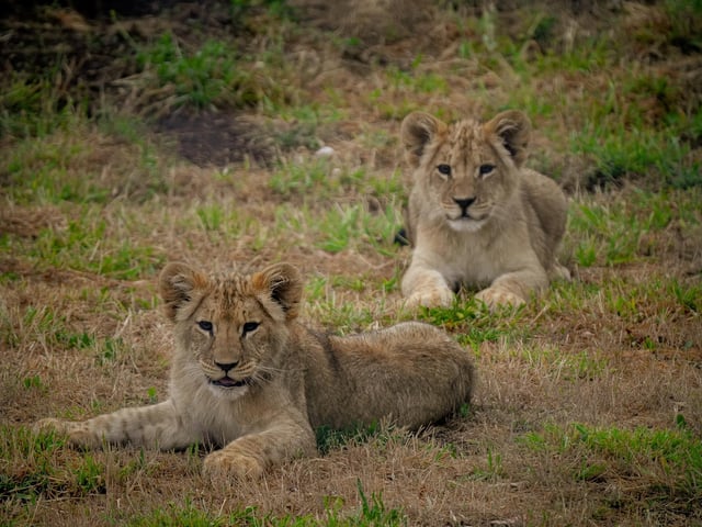 Aysa's trio of lion cubs took their first steps into the reserve