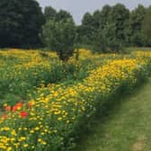 There are more than 75 wildflower patches this year.