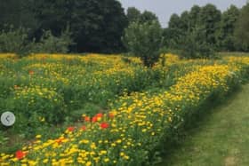 There are more than 75 wildflower patches this year.