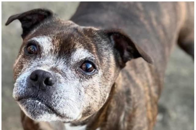 14-year-old Rubie is at the centre of a row by her owner who has launched a petition to close a Doncaster vet.