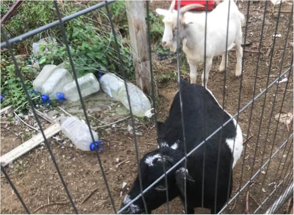 The goats were found living in squalid conditions.