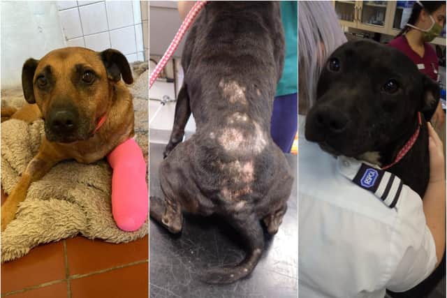 Both dogs were found to be suffering at a house in Doncaster.