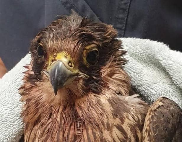 The peregrine falcon was blasted out of the sky in Doncaster.
