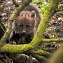 "2023 started with the exciting arrival of five new Maned Wolf pups. Proud mum Ibera was full of delight despite the lively attentions of the healthy four girls and one boy who represent a significant moment for the threatened species, which is native to South America. The park’s conservation efforts, as part of an international breeding programme, are critical to species survival and the pups have given a global boost to their prospects." Image by PR Photography, Yorkshire Wildlife Park