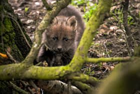 "2023 started with the exciting arrival of five new Maned Wolf pups. Proud mum Ibera was full of delight despite the lively attentions of the healthy four girls and one boy who represent a significant moment for the threatened species, which is native to South America. The park’s conservation efforts, as part of an international breeding programme, are critical to species survival and the pups have given a global boost to their prospects." Image by PR Photography, Yorkshire Wildlife Park