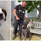 PD Taffy helped South Yorkshire Police to find £1.5million pounds worth of suspected Class A drugs, over £100,000 in believed to be Class B drugs, £500,000 in cash and five firearms.