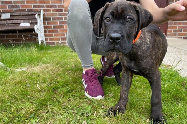 Celia - Crossbreed - 12 weeks - Female
Cuddly Celia is the perfect snuggle buddy. She can be a little timid but soon comes round for a cuddle from her favourite humans. Just like her siblings Celia hasn't had the important training needed to teach her how to be the best puppy she can, so she will benefit from training classes. She can live in a home with children aged 10+ but would need to be the only pet in the home. Ceila would need a family that has experience owning larger breeds.