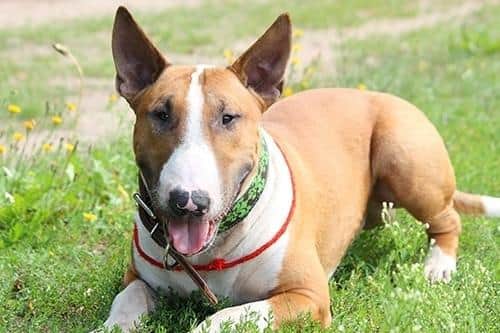 An English bull terrier.