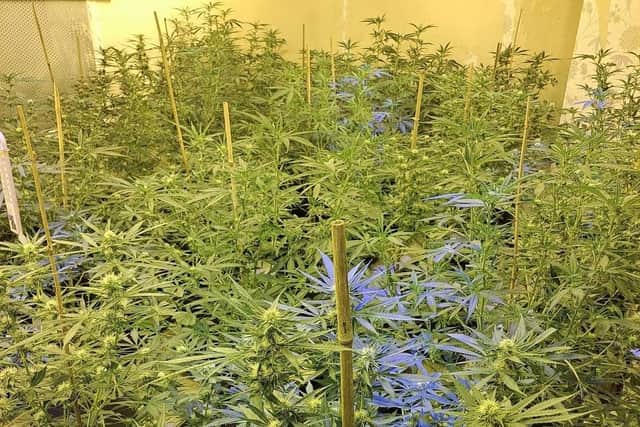 Cannabis farms often fund organised crime groups.