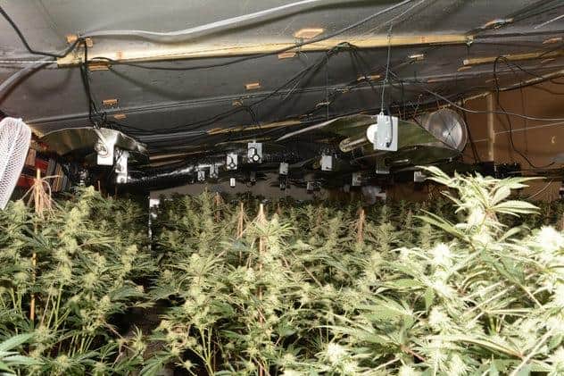Pictured is a part of a large-scale cannabis harvest at Petre Street, Brightside, Sheffield, which was discovered after a raid by South Yorkshire Police.