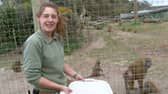 Staff feeding baboons at Yorkshire Wildlife Park, near Doncaster