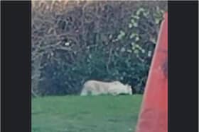 The big cat was spotted prowling near a Doncaster McDonald's. (Photo: Jon Middleton)
