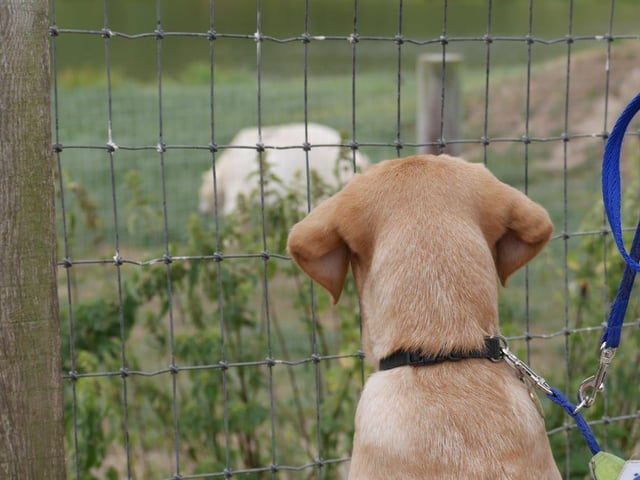 A guide dog puppy looks on as a polar bear explores in the distance