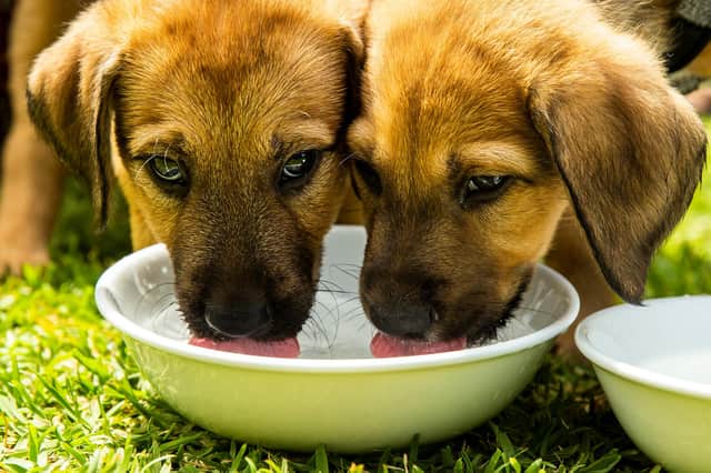 Doncaster Council has warned against buying puppies from unlicensed breeders