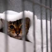 One furry feline at the event plays peek a boo.
