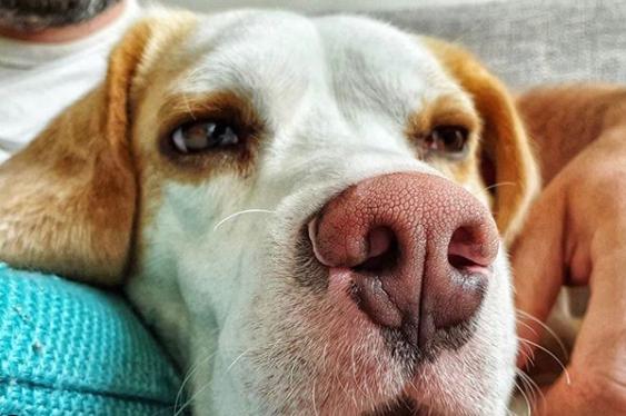 This fella spent Sunday sleeping on the sofa - the best way to spend the day. Taken by @excusemephotography