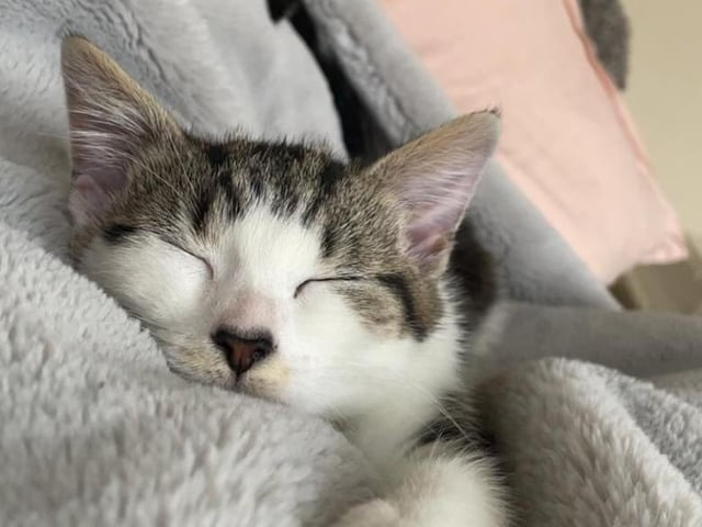 Exhausting work being a kitten!