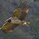 The vulture has been spotted in the Peak District. (Photo: Indy Greene).