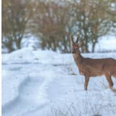 Potteric Carr is hosting a series of winter wildlife events.