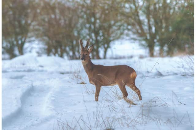 Potteric Carr is hosting a series of winter wildlife events.