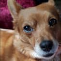 Have you seen Foxi?