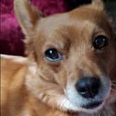 Have you seen Foxi?