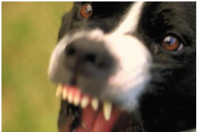 A man required surgery after being savaged by a dog in Doncaster.