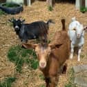 Goats at Eden House Community Link which has benefit from the Persimmon Homes Community Champion scheme.